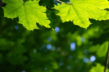 Seçici odaklı doğal yeşil arkaplan