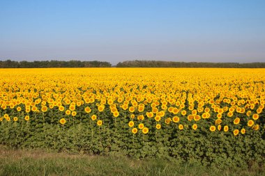 Güneşteki ayçiçeği tarlası