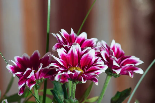 bouquet of purple chrysanthemums at home