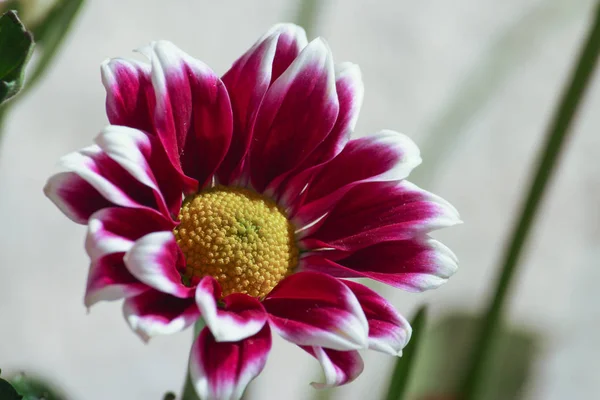 Bouquet de chrysanthèmes violets à la maison — Photo