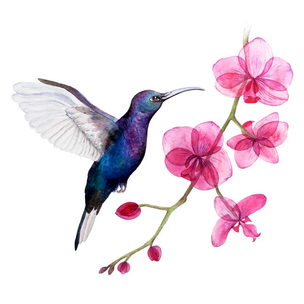 Beija-flor pintado em aquarela. pássaro de estilo abstrato e fantasia.  animais pintados em aquarela.