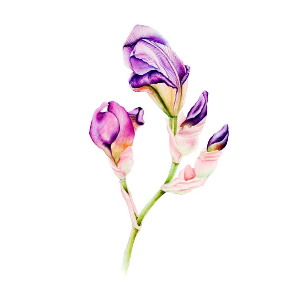 Çiçek suluboya resim — Stok fotoğraf