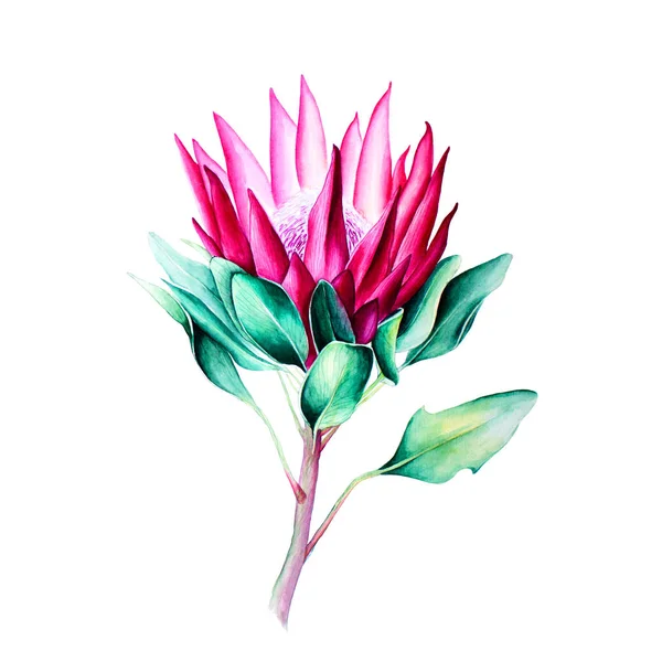 Květinový akvarel snímky — Stock fotografie