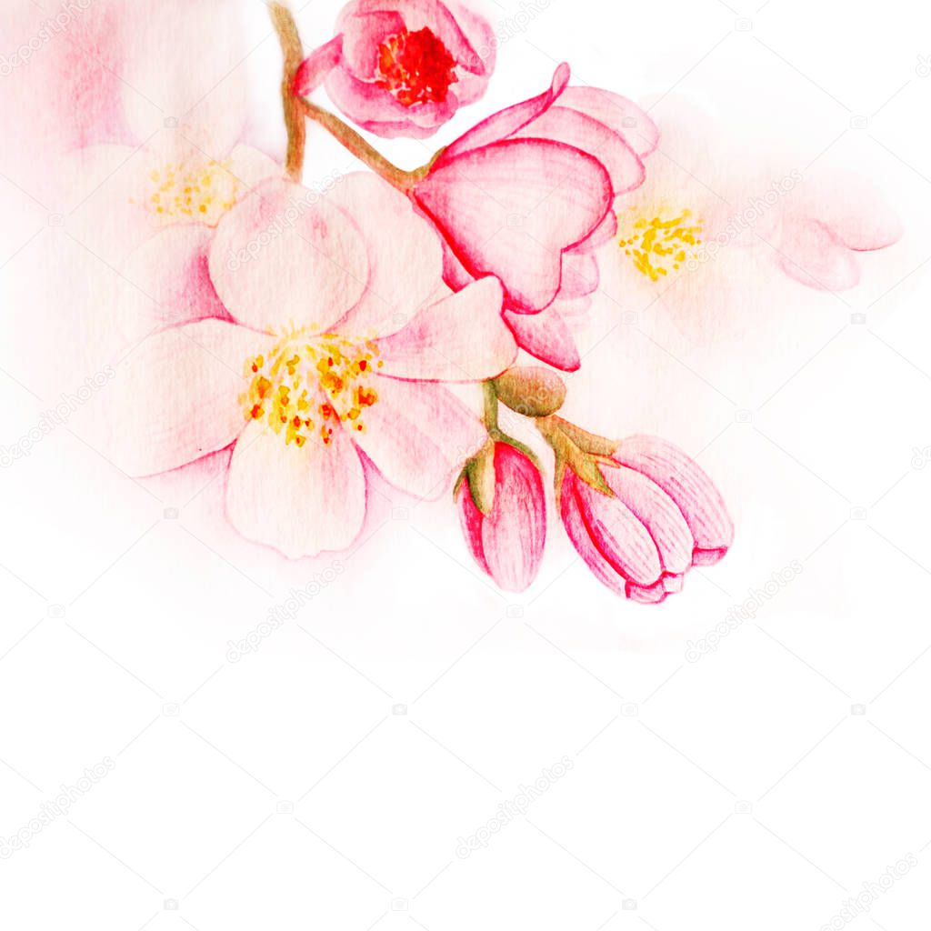 watercolor flower image