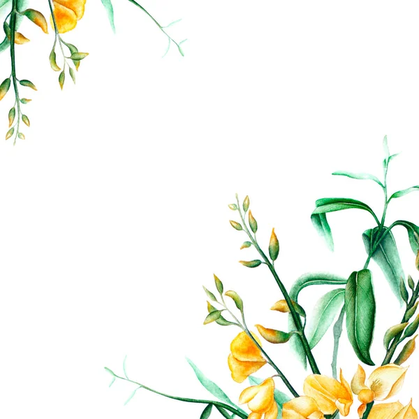 Acacia akvarel karta — Stock fotografie