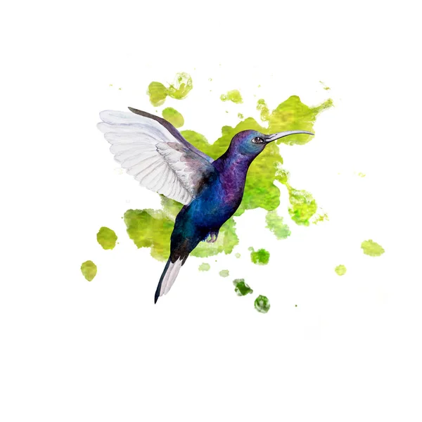 Акварель колибри — стоковое фото