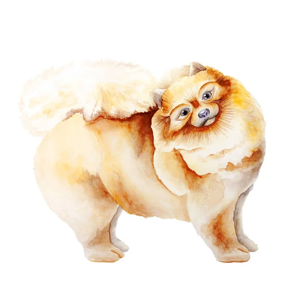 Dog watercolor image — Stock Photo, Image