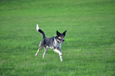 Melez köpek kırlara çalışır