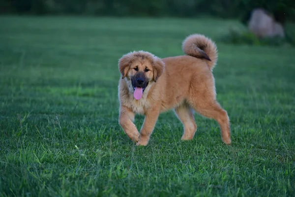 Safkan köpek yavrusu köpek Tibetli Mastiff