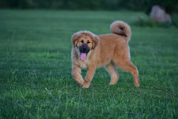 Pedigree Puppy Dog Tibetan Mastiff — Stock Photo, Image