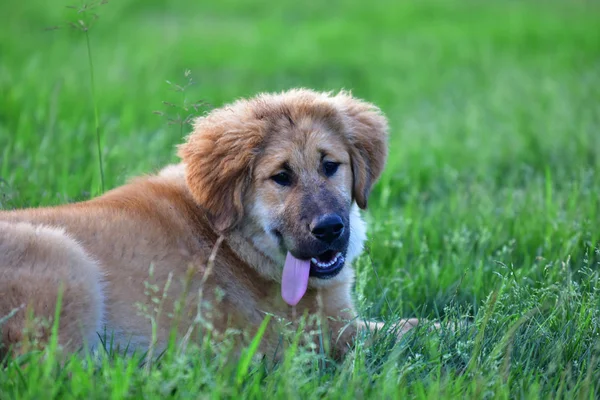 Pedigree Puppy Dog Tibetan Mastiff — Stock Photo, Image