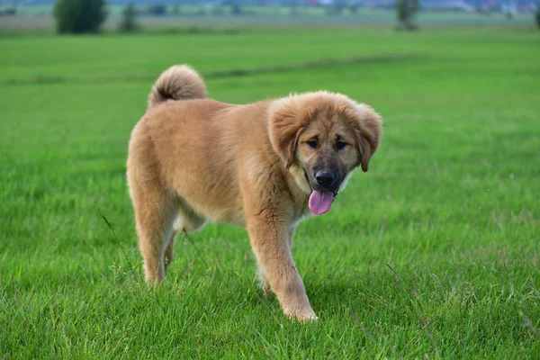 Pedigree cachorro cão tibetano mastim — Fotografia de Stock