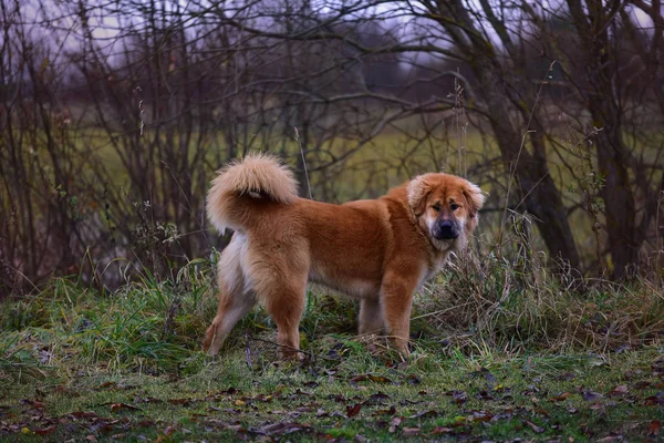 Pedigree Dog Mastim tibetano — Fotografia de Stock