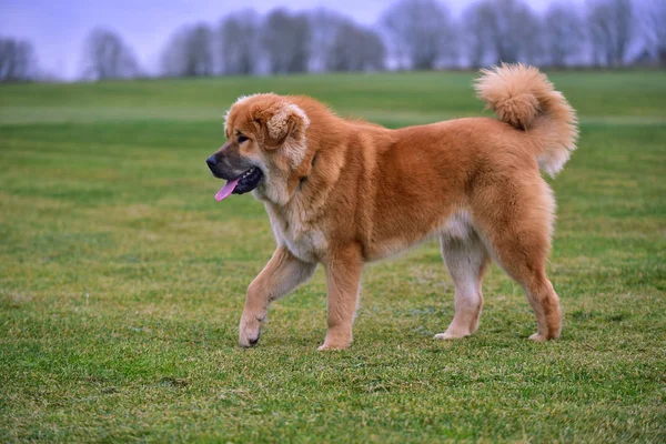 Pedigrí perro tibetano mastín — Foto de Stock