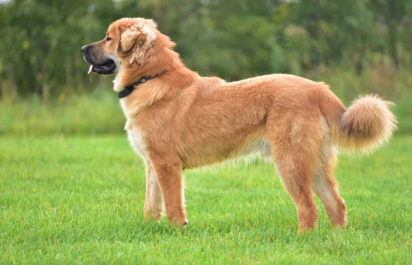 Tibetli Mastiff doğa özgürlük