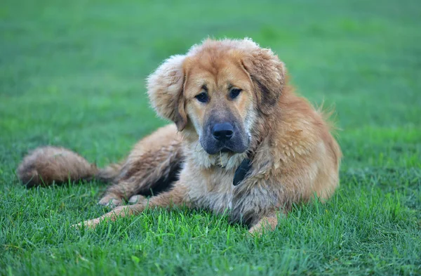 Tibetan Mastiff outdoors portrait — Stock Photo, Image