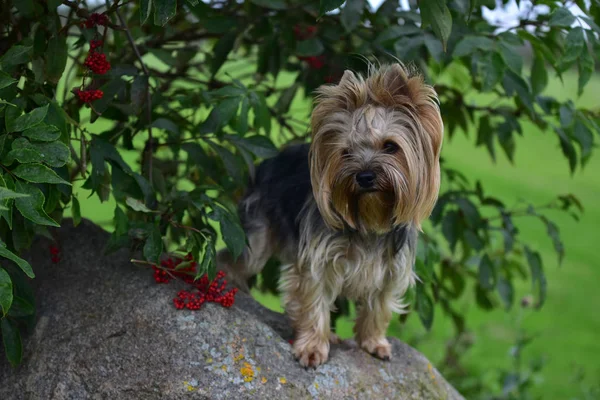 Yeşiller niteliğine Yorkshire korkunç