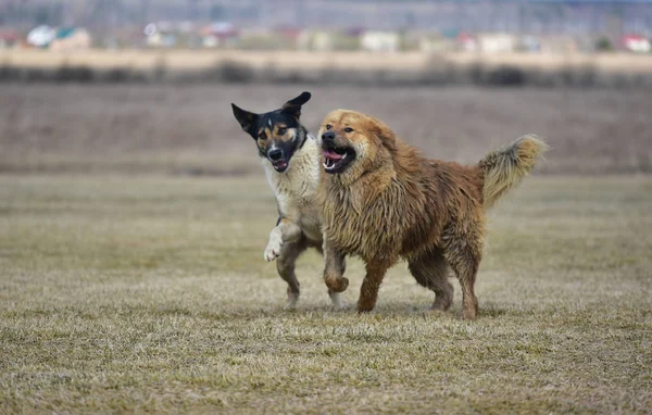 Games of the Tibetan mastiff and dog mongrels — Stock Photo, Image