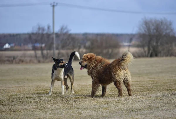 Juegos del mastín tibetano y mestizos de perros — Foto de Stock