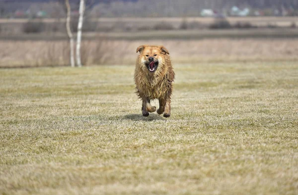 Yürüyüşe Tibetli Mastiff kaçıyor