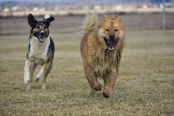 Mastín tibetano en un paseo se escapa — Foto de Stock