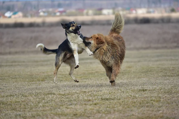 Juegos del mastín tibetano y mestizos de perros — Foto de Stock