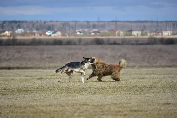 Игры тибетского мастифа и собачьих дворняжек — стоковое фото