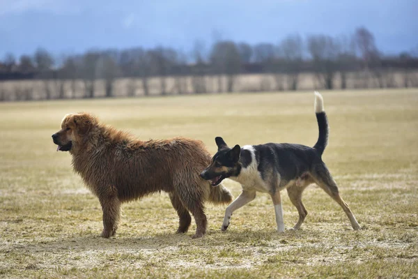 Spel av de tibetanska mastiffen och hund mongrels — Stockfoto