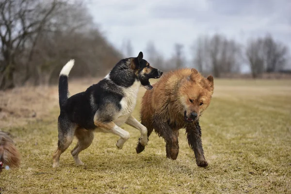 Jogos do mastim tibetano e mongrels cão — Fotografia de Stock