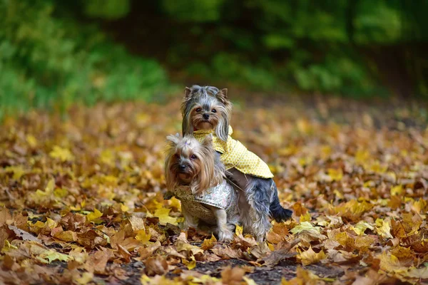 Doğada iki Yorkshire Teriyeri