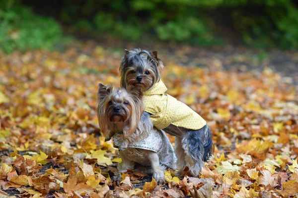 Dos Yorkshire Terriers Naturaleza —  Fotos de Stock