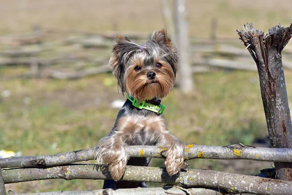 Yorkshire Terrier Natura — Foto Stock