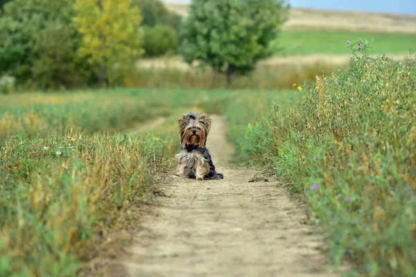 Yorkshire Terrier Naturaleza — Foto de Stock