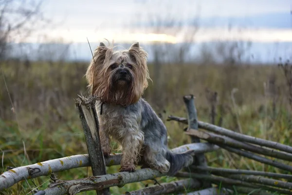 Yorkshire Terrier Naturaleza —  Fotos de Stock