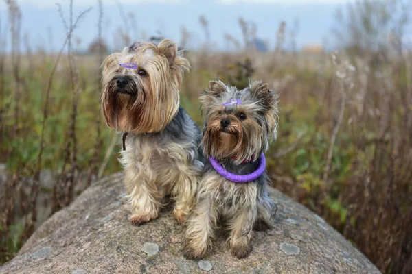 Yorkshire Terrier Naturaleza —  Fotos de Stock