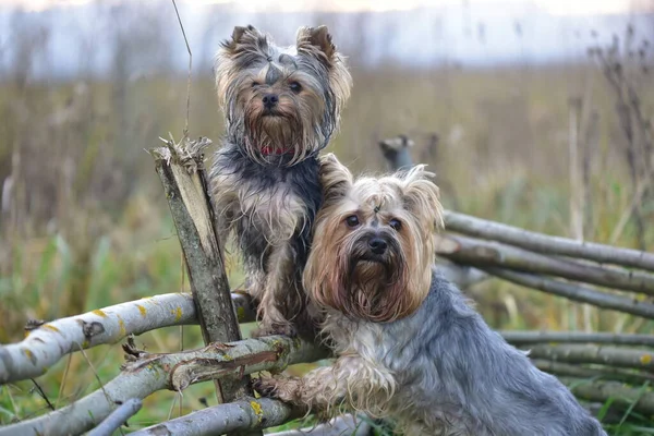 Yorkshire Terrier Naturaleza —  Fotos de Stock