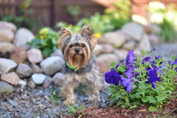 Yorkshire Terrier Nature — Stock Photo, Image