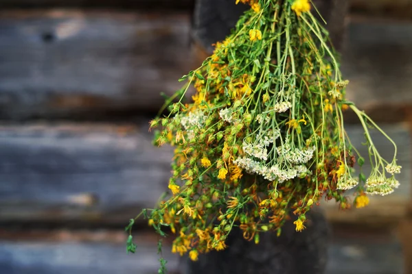 Пучки лікарських рослин звіробій зібрана для сушіння висить на тлі старий дерев'яний сарай. — стокове фото