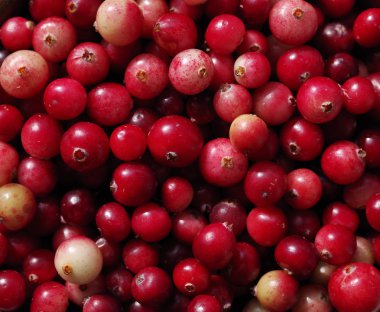 Bir orman kırmızı yaban mersini taze sulu meyveler yakın çekim