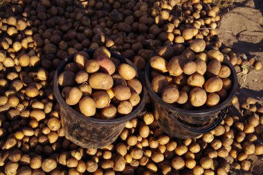 Patates hasat kovalar. Patates temizlik.