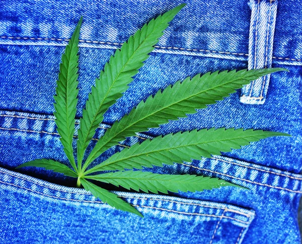 Foglia di cannabis nella tasca dei jeans blu — Foto Stock