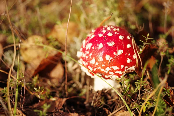 Fly agaric lub mucha grzyb trujący muchomor — Zdjęcie stockowe