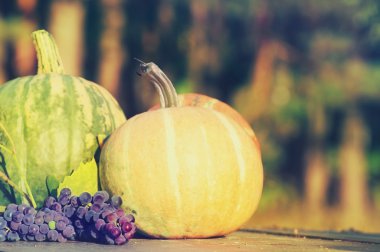 Kabaklar ve üzüm. 