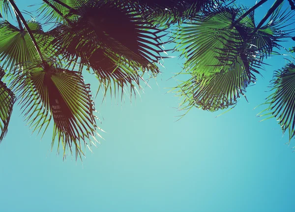 Zomer achtergrond met palmboom tegen hemel. — Stockfoto