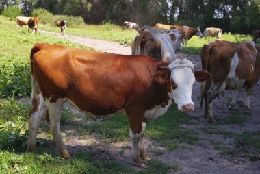 İnekler çayırlarda otluyor.. 