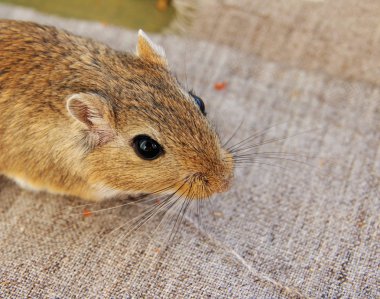 Moğol gerbil yakın çekim