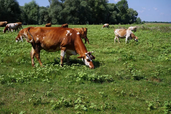 Vacas pastando en pastos. — Foto de Stock