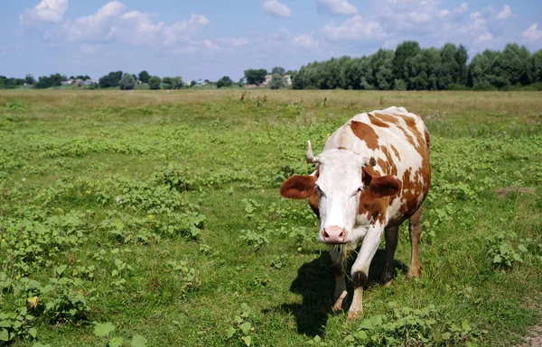 Vache sur prairie verte. — Photo