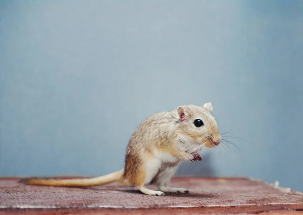 Mongol gerbil em uma placa de madeira em um fundo azul — Fotografia de Stock