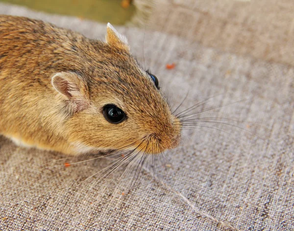 Mongol gerbil close up — Fotografia de Stock